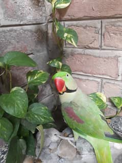 Raw Parrot with Cage for Sale