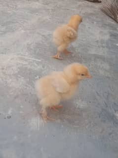 golden heavy buff chicks