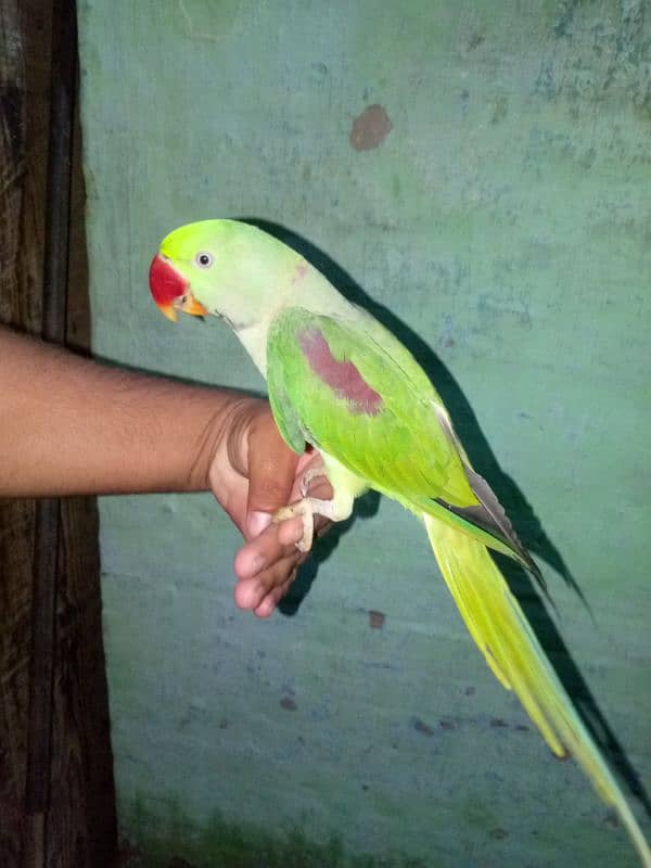 Handtame parrot 03466646453 0