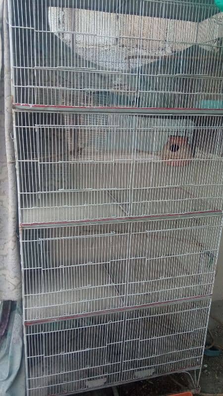 Lutino Lovebirds and 8 portion cage 7