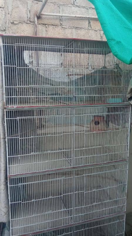 Lutino Lovebirds and 8 portion cage 9