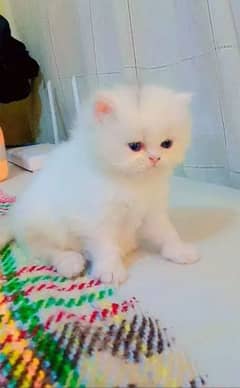 Persian kittens