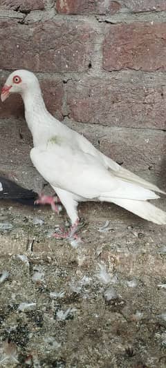 Danish Pigeons