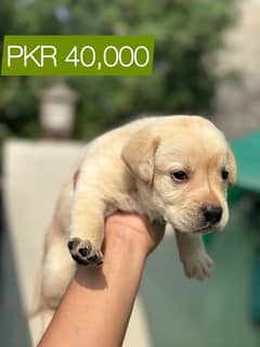 Labrador Retriever Puppies