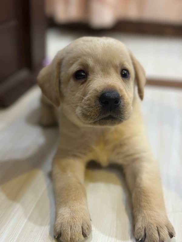 Labrador Retriever Puppies 1