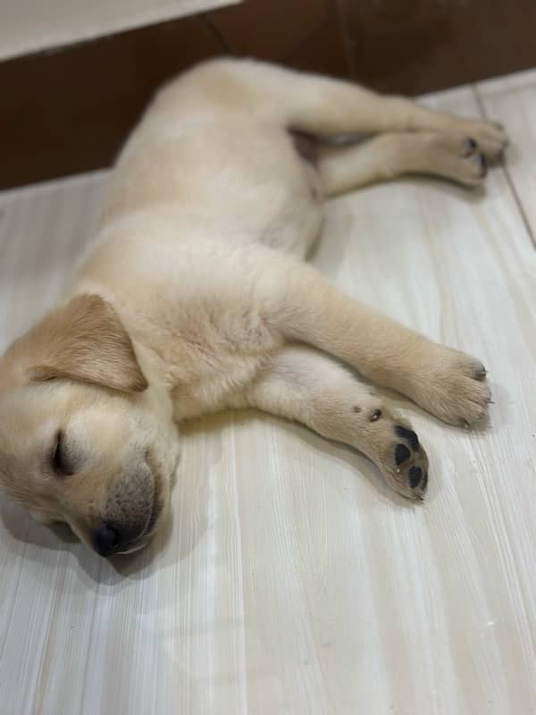 Labrador Retriever Puppies 2