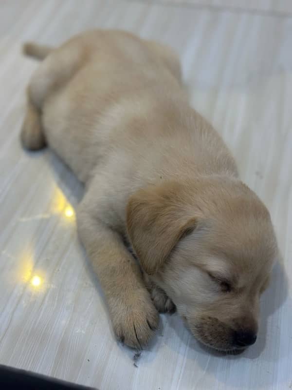 Labrador Retriever Puppies 3