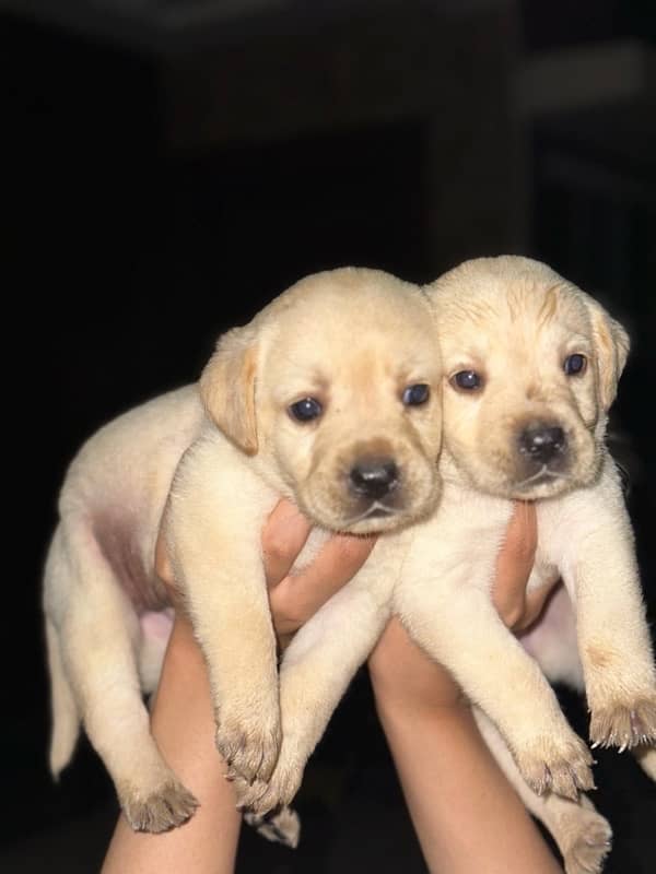 Labrador Retriever Puppies 4