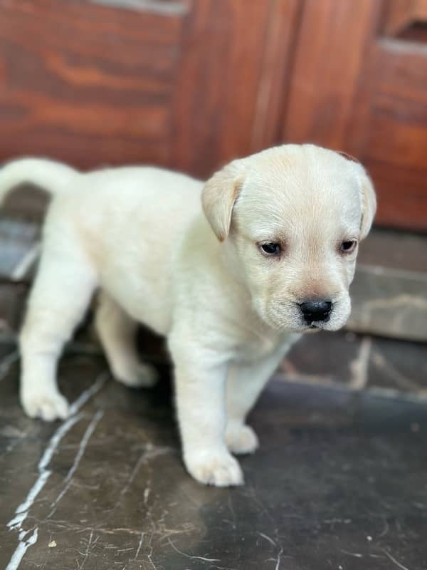 Labrador Retriever Puppies 5