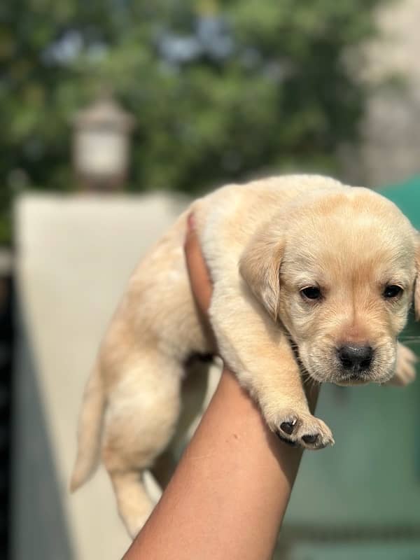 Labrador Retriever Puppies 6