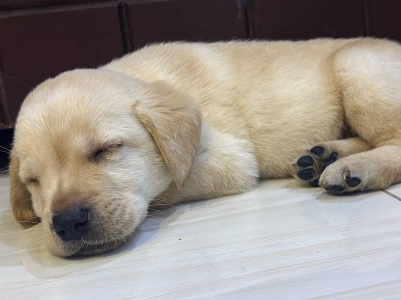 Labrador Retriever Puppies 7