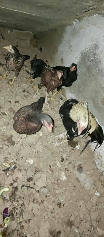 Aseel hen and cock plus 4 chicken desi 4