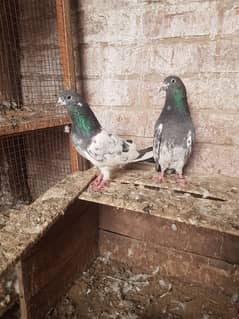 Black Eyes High Flying Male Pigeons