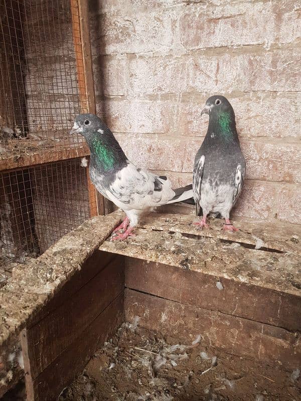 Black Eyes High Flying Male Pigeons 1