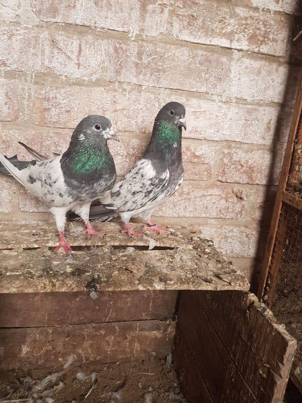 Black Eyes High Flying Male Pigeons 2