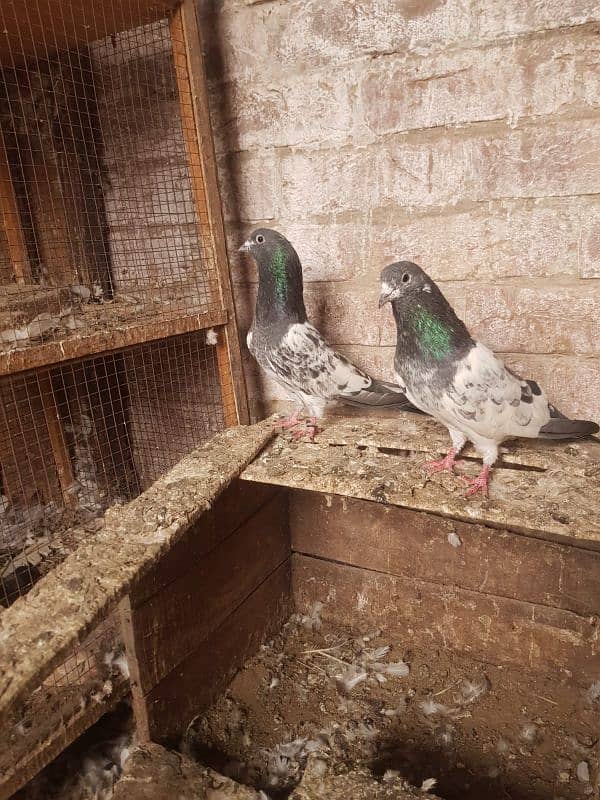 Black Eyes High Flying Male Pigeons 3