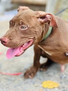 AMERICAN PITBULL TERRIOR