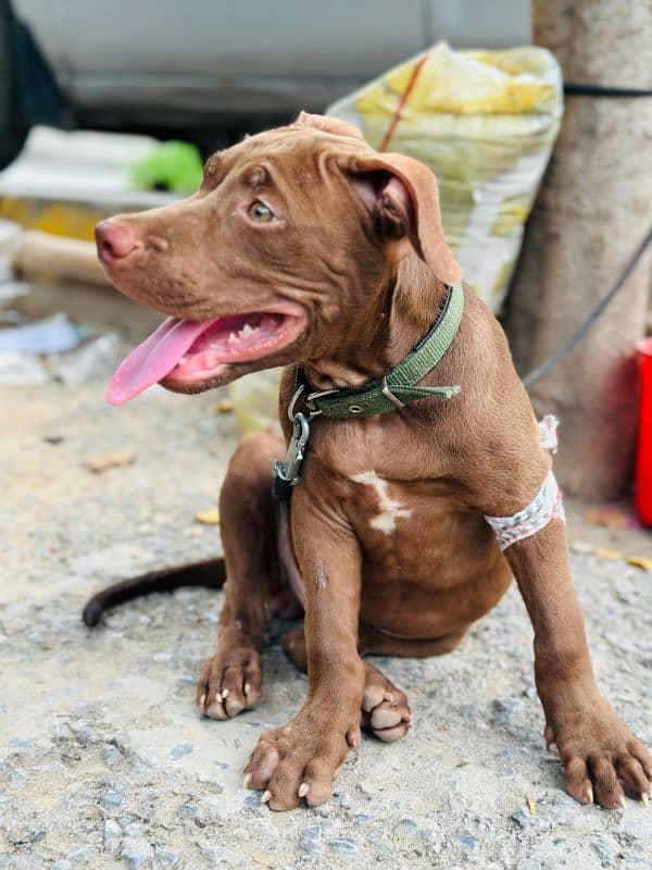 AMERICAN PITBULL TERRIOR 1