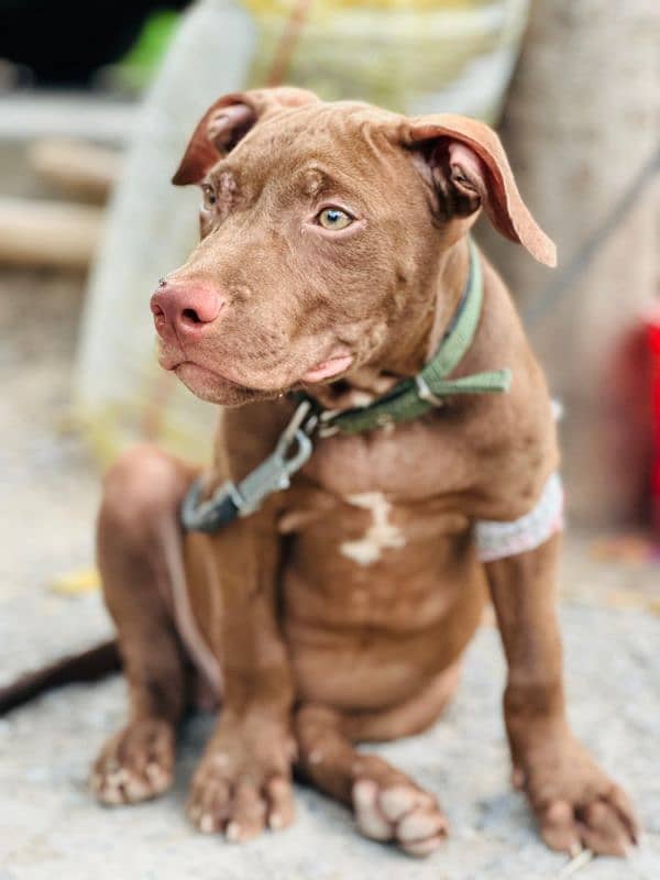 AMERICAN PITBULL TERRIOR 8