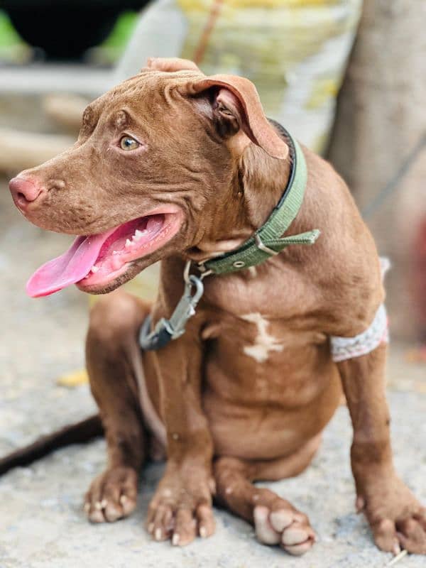 AMERICAN PITBULL TERRIOR 9