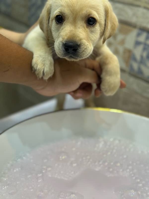 Labrador Retriever Puppies 8