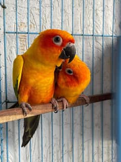 Bounded DNA Sun Conure Pair available with Cage