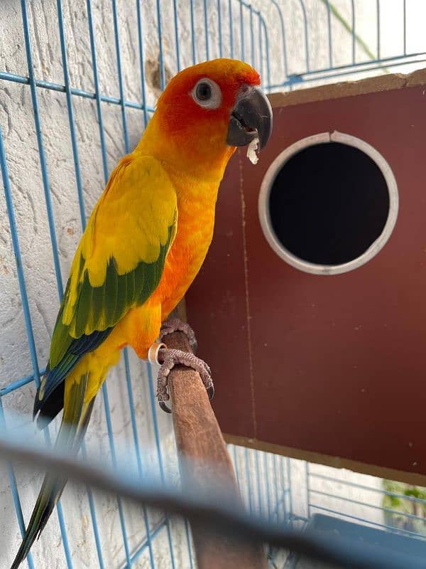 Bounded DNA Sun Conure Pair available with Cage 1