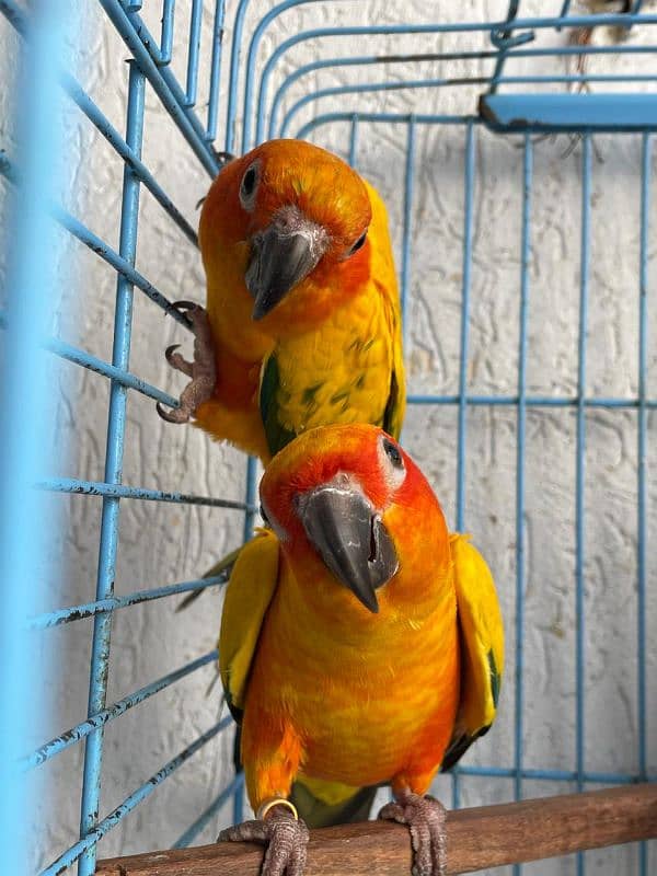 Bounded DNA Sun Conure Pair available with Cage 2