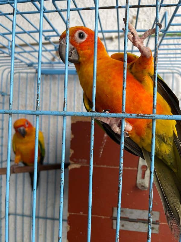 Bounded DNA Sun Conure Pair available with Cage 3