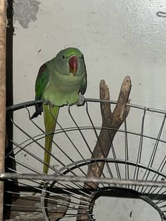 Raw parrots fo sale in Lahore