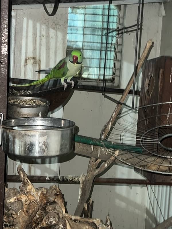 Raw parrots fo sale in Lahore 2