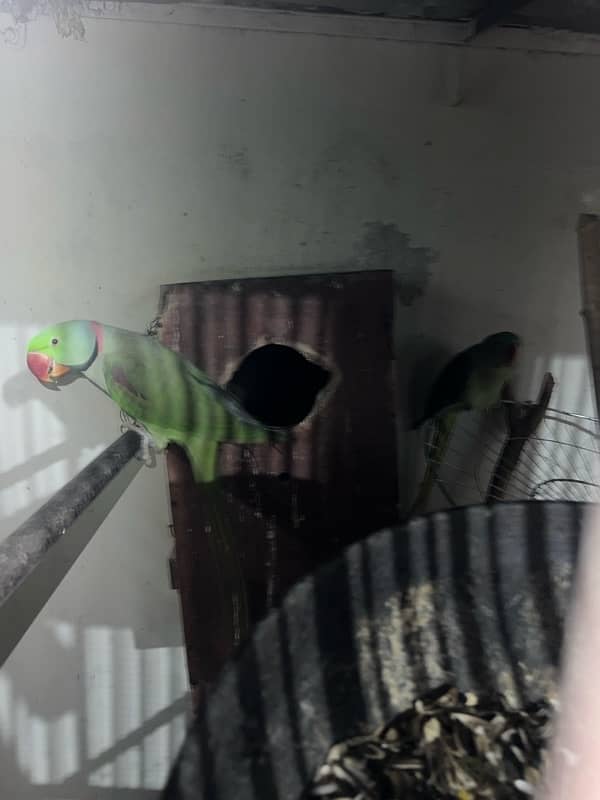 Raw parrots fo sale in Lahore 4