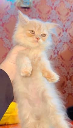 Punch Face Persian Kitten | High Quality CFA Bloodline Kitten for Sale