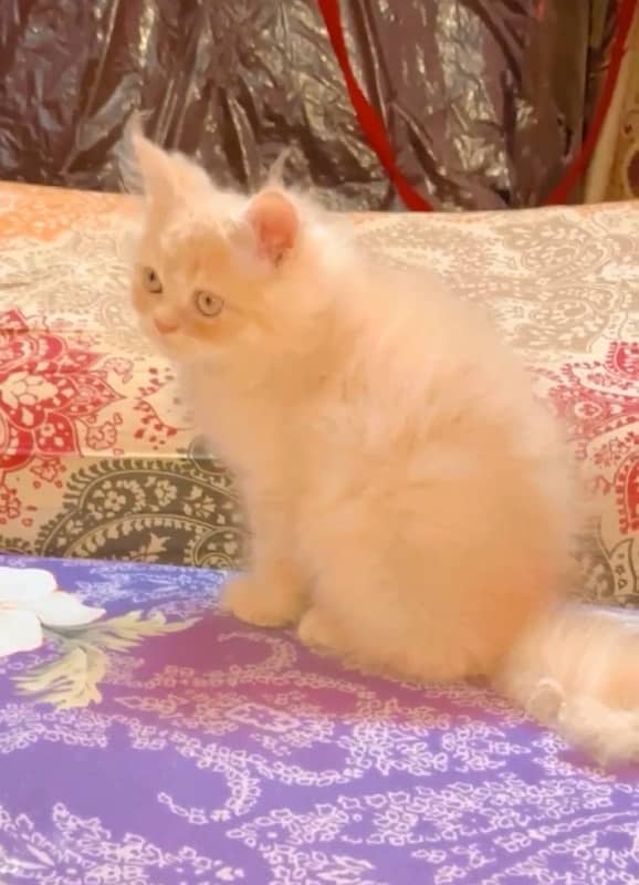 Punch Face Persian Kitten | High Quality CFA Bloodline Kitten for Sale 1