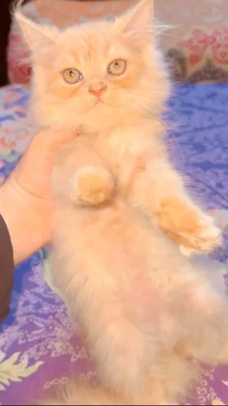 Punch Face Persian Kitten | High Quality CFA Bloodline Kitten for Sale 2