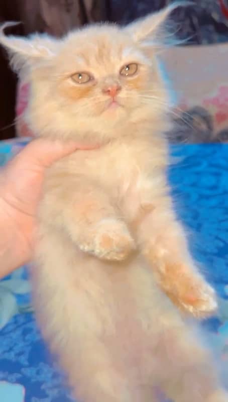 Punch Face Persian Kitten | High Quality CFA Bloodline Kitten for Sale 3