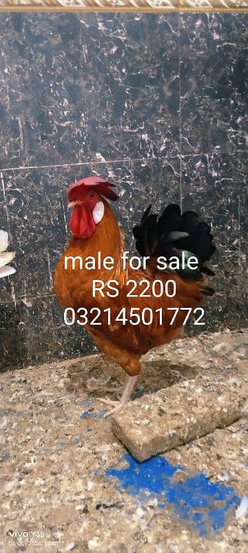 all pigeon for sale 18