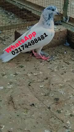 pigeon Sialkoti pigeon kabutar