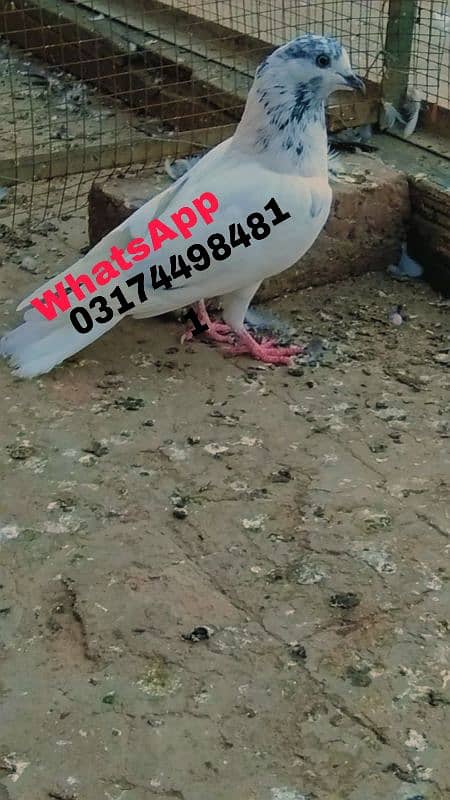 pigeon Sialkoti pigeon kabutar 0