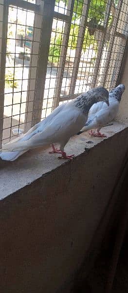 Good quality pair for sell urgent 1