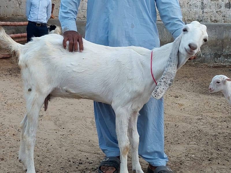 Goats | Bakra | Different type goats 1