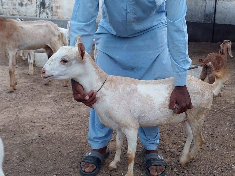 Goats | Bakra | Different type goats 2