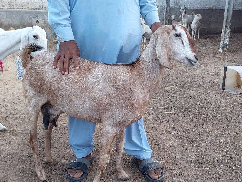 Goats | Bakra | Different type goats 3