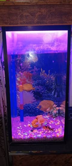 FISH AQUARIUM FOR SALE