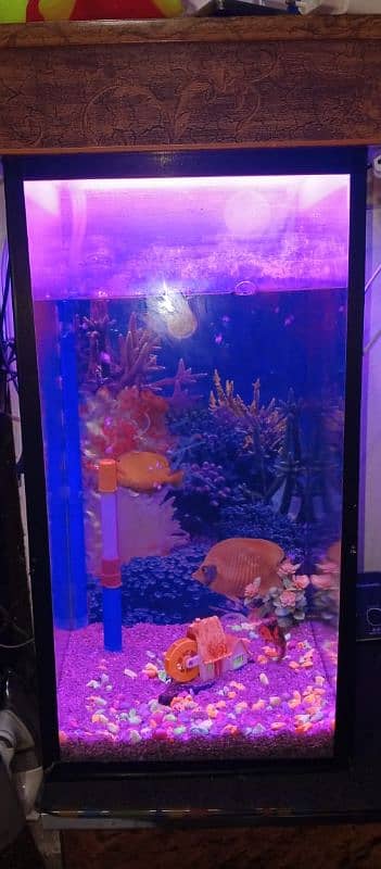 FISH AQUARIUM FOR SALE 1