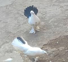 indian fantail lakka breeder pair