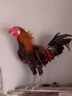 1 desi cross rooster for sale