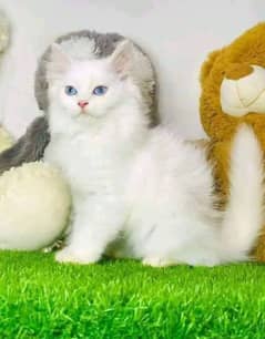 Persian kittens for sale