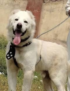 King alabai dog pair 8 months for sale security dog