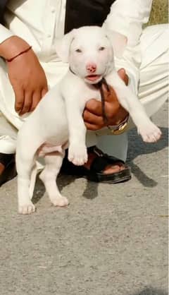 Bully gultair male for sale age 2 month ready for new home healthy